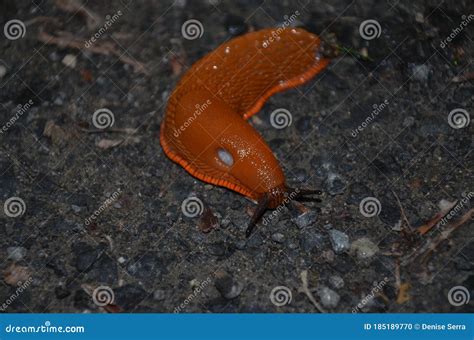 Naked Forest Snail In Nature Stock Photo Image Of Orange Wild