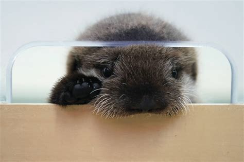 Seldovia Sea Otter Pup Has A New Home At Chicagos Shedd Aquarium