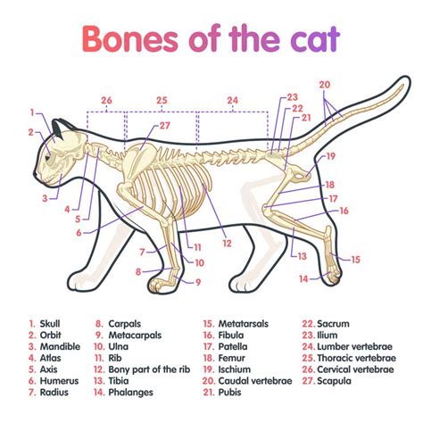 Of course, they also give cats agility and speed when hunting and fighting. Cat Anatomy - or Catnatomy! A Look Inside Your Cat