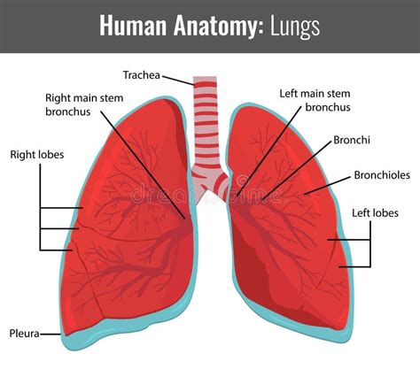 Human Lungs Detailed Anatomy Vector Medical Stock Vector
