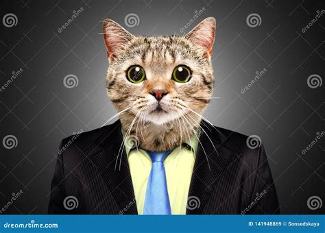 Portrait Of A Cat In A Business Suit Stock Image Image Of Director