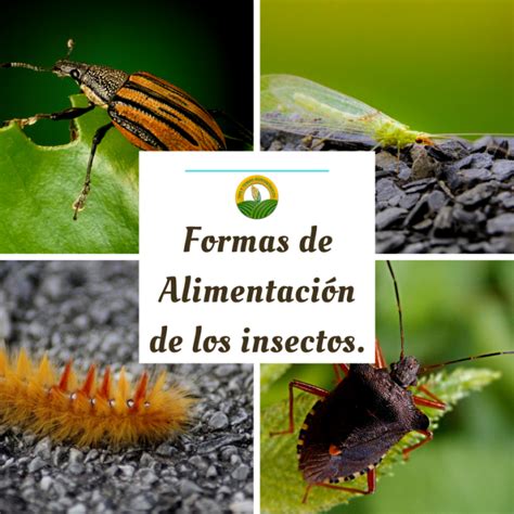 Formas De Alimentación De Los Insectos