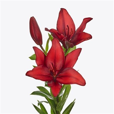Lily Asiatic Ducati Cm Wholesale Dutch Flowers Florist Supplies Uk