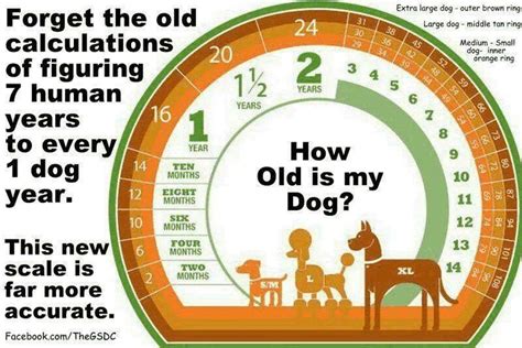How Old Is You Dog In Human Years Dog Years Chart Dog Years Dog Ages