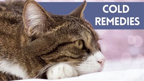 At Home Cat Cold Treatment Remedies To Treat Colds In Cats Youtube