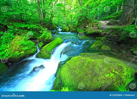 Stream In Green Forest Stock Image Image Of Long Natural 32352845