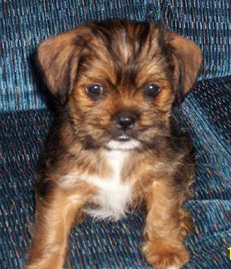 Chihuahua Shih Tzu Mix Puppies For Sale Zoe Fans Blog