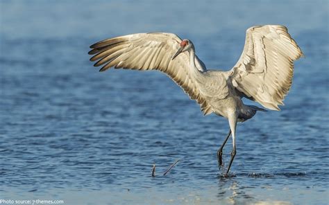 Interesting Facts About Cranes Just Fun Facts