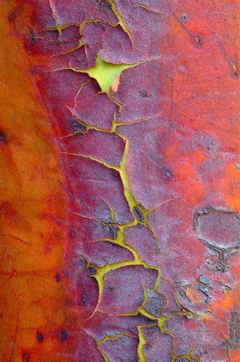 The Worlds Most Beautiful Bark Or Trees Worth A Closer Look The