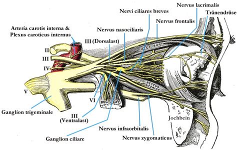 Nervus Trochlearis Meddic