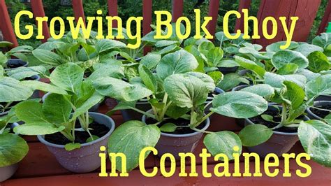How To Grow Bok Choy In Containers Youtube