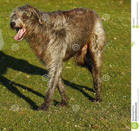 Irish Wolf Hound Stock Photo Image Of Legs Large Breeds