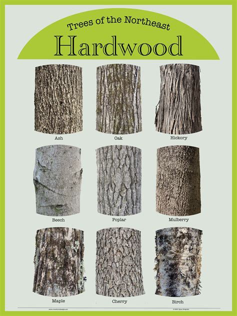 Identify Hardwood Trees By Bark