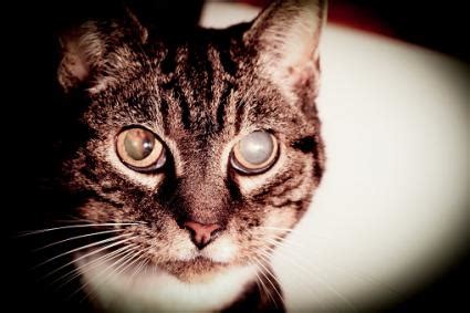 (also called cherry eye or pink eye or cherry eye surgery). Why Do Cats' Eyes Change Color