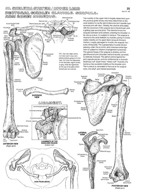 Anatomy Coloring Book Shoulder Diagrams