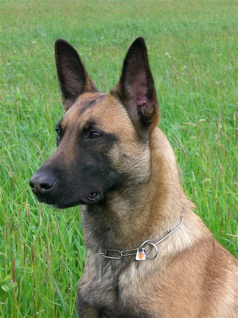 Belgian Shepherd Malinois Belgian Malinois Dog Belgian Malinois