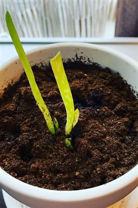Pumpkin seeds germinate faster with optimal soil temperature, humidity, and air circulation. How Fast Does Aloe Vera Grow And How To Grow Them Faster?