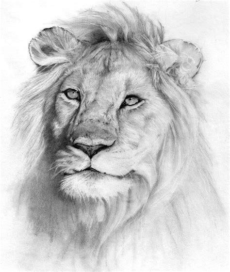 Blending makes it easy to learn how to draw with a pencil. lion. Pencil drawing - a photo on Flickriver