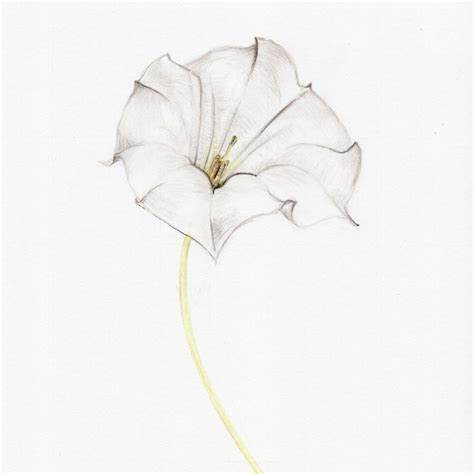 Moon Flower Original Botanical Drawing Carmen Hui Art And Illustration