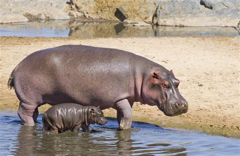 10 Facts About The Hippos Paradise Animal Encyclopedia