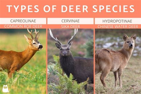Different Types Of Deer Species Cervid Animals With Photos