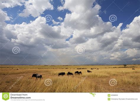 Savannah Landscape In The National Park Of Kenya Stock Image Image Of