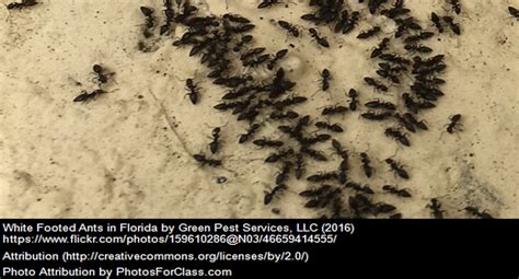 Best Ant Bait For White Footed Ants 2019 Wfa Treatment Guide Pest