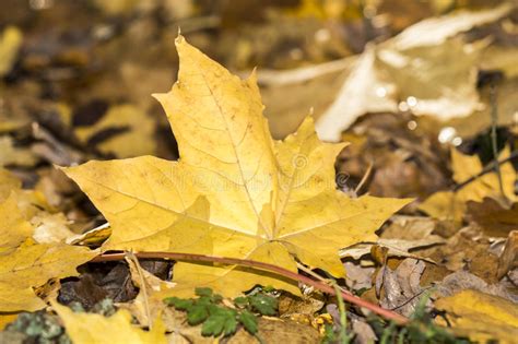 Golden Autumn Leaves Stock Image Image Of Fall Natural 62140933