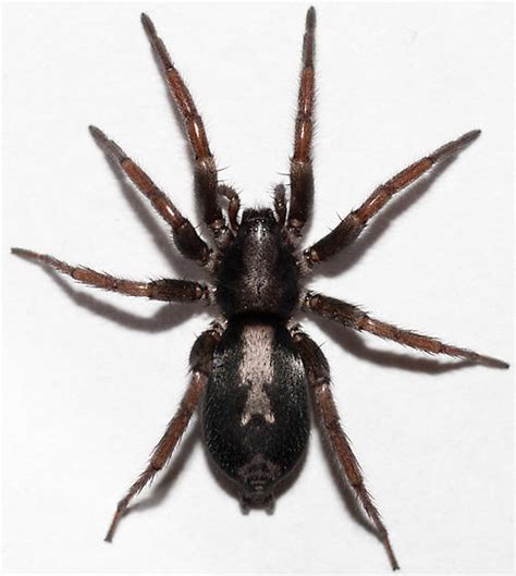 Eastern Parson Spider Herpyllus Ecclesiasticus Bugguidenet
