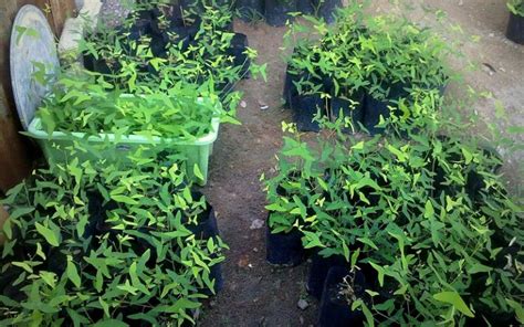Air rebusan tumbuhan ini juga digunakan tanaman kesum sangat popular di kalangan penduduk malaysia sebagai bahan perencah/perisa di dalam banyak jenis makanan, terutama untuk. The Tropical Herbs Plants Nursery | Pengusaha & Pembekal ...