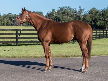 We did not find results for: Dolphus to Stand Stud at Cabin Creek Farm in 2019 - BloodHorse