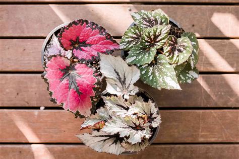 Rex Begonias Plant Care And Growing Guide