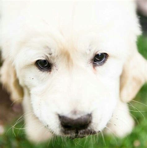 Her pups have reputations for carrying on this adorable trait! English Creme Golden Retriever Puppy dogs white goldens ...