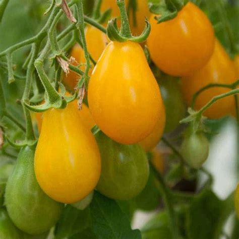 Buy 11 Free Tomato Yellow Pear Shaped Vegetable Seeds Online From