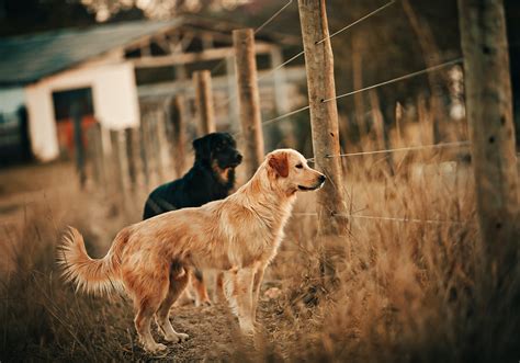 Montgomery Humane Society Alpha Instincts Dog Training