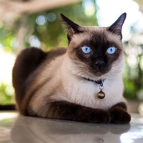 Most Sought After Cat Breeds Of 2020 Hubpages