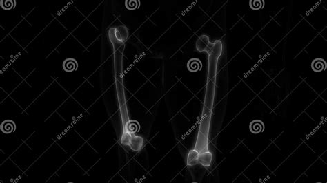Femur Bone Joints Of Human Skeleton System Anatomy X Ray 3d Rendering