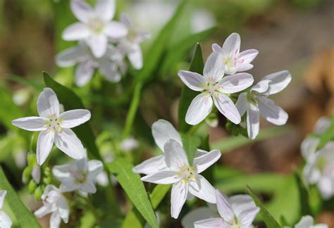 Growing Claytonia Flowering Plants How To Care For Spring Beauty Flowers