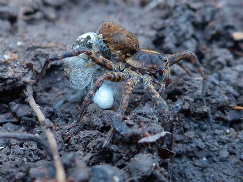 Wolf Spider Carrying Its Egg Sac Which Is Actually Hatching At The