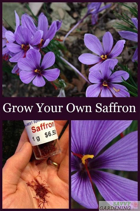 Grow Your Own Saffron With These Step By Step Instructions Though Its