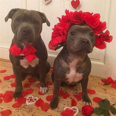 Pit Bulls That Love Valentines Day — My Pit Bull Friend