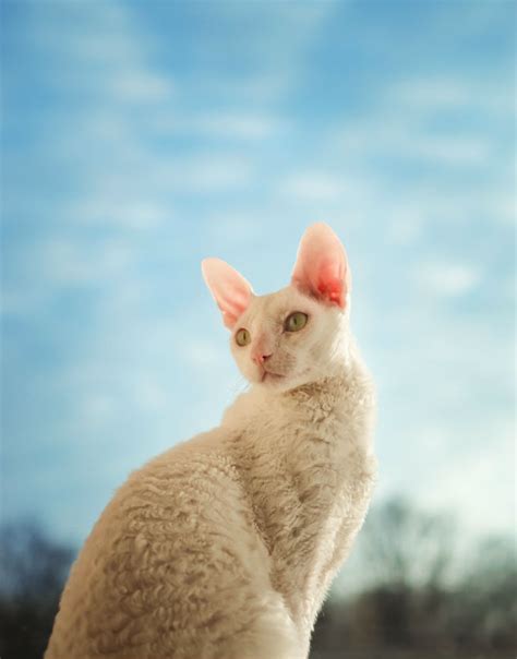 Cornish Rex Cat Breed Information Pictures Characteristics And Facts