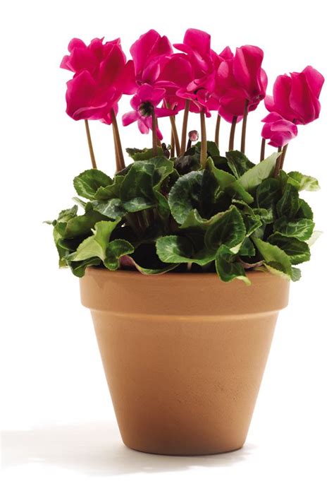 Planting trees and shrubs in clay or sandy soil. Pin on Gardening Ideas