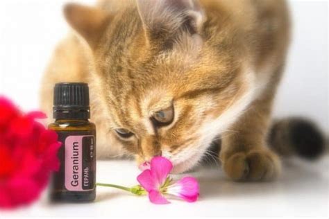 Natural Dewormers For Cats Get Rid Of Parasites The Fluffy Kitty