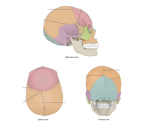 Tsm117 Sutures Of The Skull Diagram Quizlet