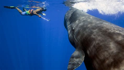 Sperm Whale Close Encounter Tourists Swim With Gentle