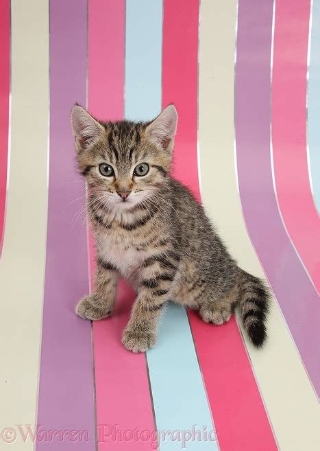 Cute Tabby Kitten Sitting On Stripy Background Photo Wp36426