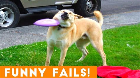 Try Not To Laugh Funniest Pet Fails August 2018 Funny Pet Videos