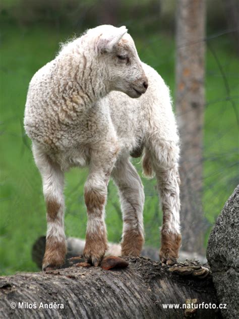Ovis Aries Pictures Domestic Sheep Images Nature Wildlife Photos