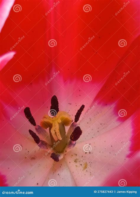 Dutch Tulip Stigma And Stamen Pollen Stock Image Image Of Pollen